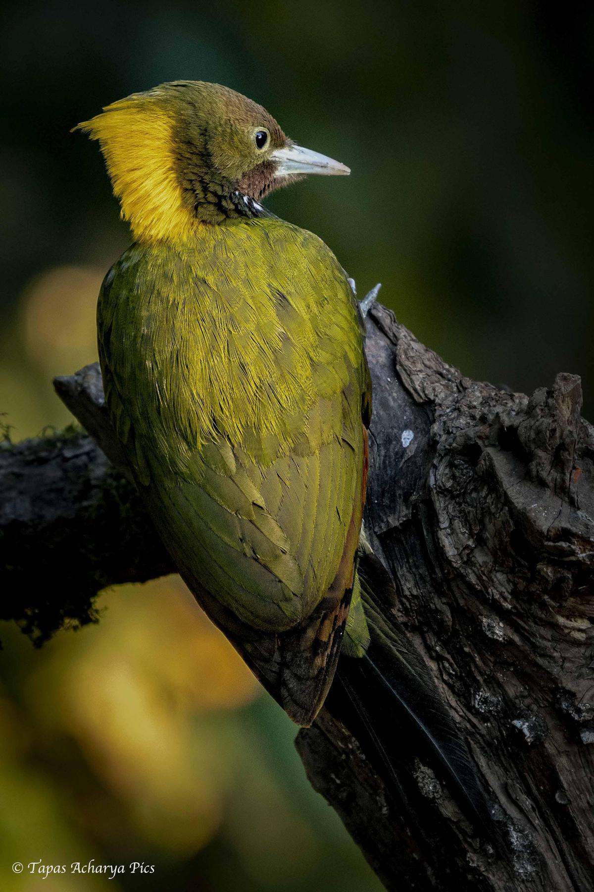 Image of Branch, Plant, Bird, Beak, Eye, Feather etc.