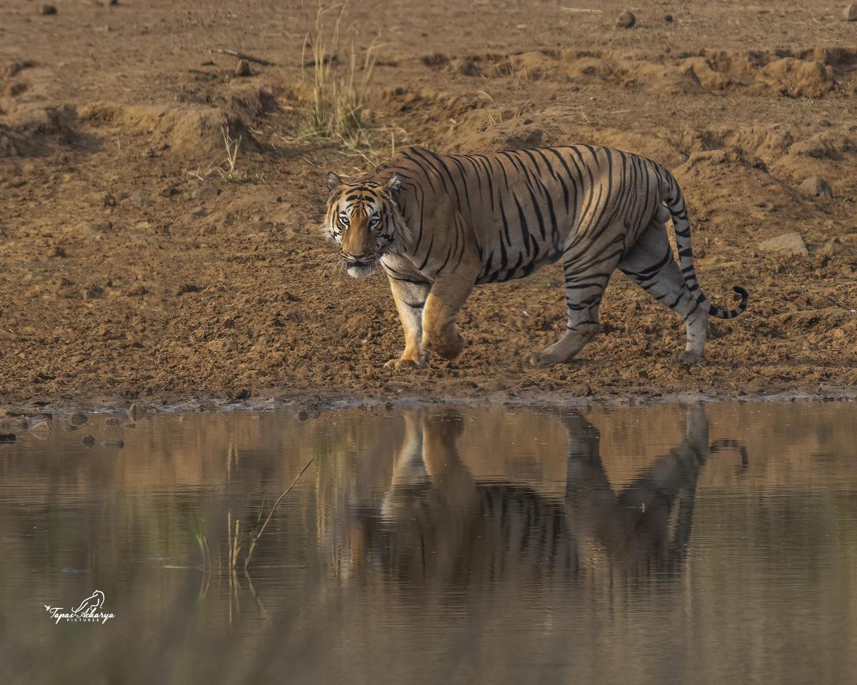 Image of Nature, Natural landscape, Water, Tiger, Terrestrial animal, Bengal tiger etc.