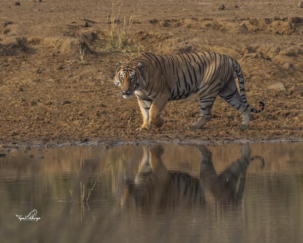 Image of Nature, Natural landscape, Water, Tiger, Terrestrial animal, Bengal tiger etc.