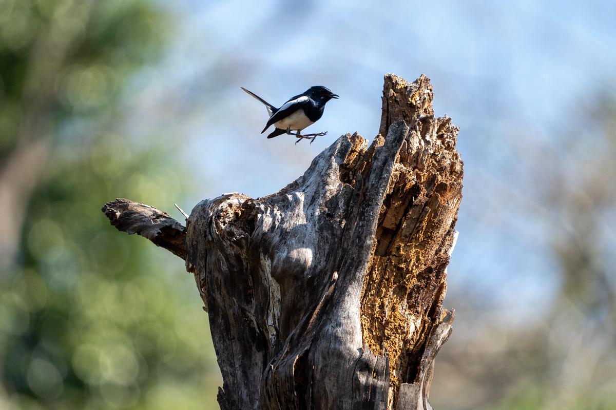 Image of Wildlife, Bird, Beak etc.