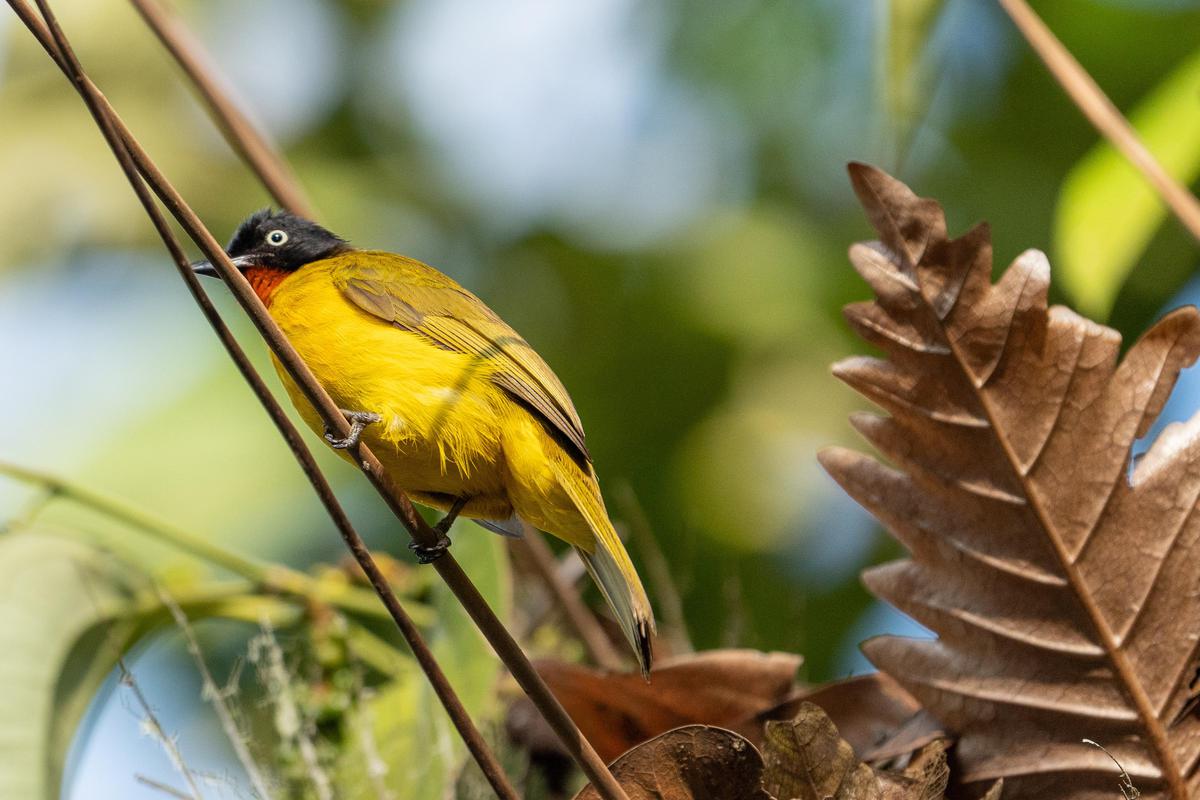 Image of Yellow, Wildlife, Bird, Beak etc.