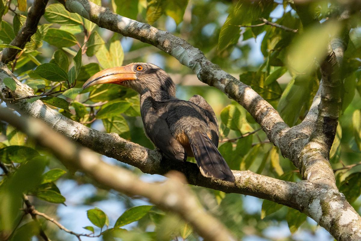 Image of Branch, Bird, Beak, Coraciiformes etc.