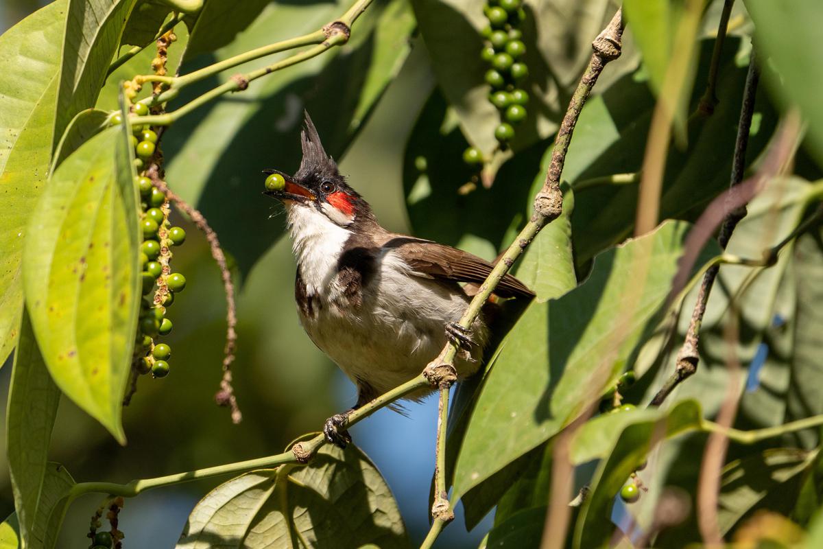 Image of Bird, Beak etc.