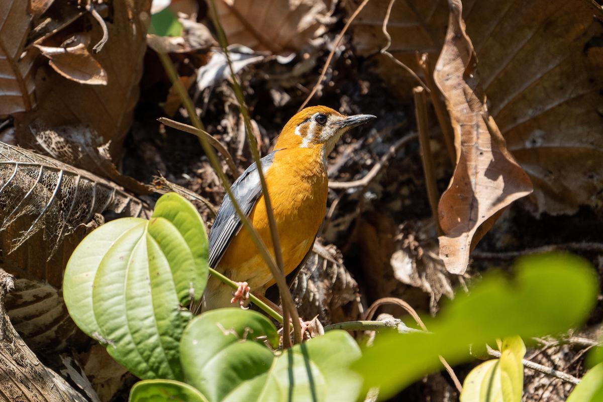 Image of Bird, Beak etc.