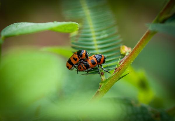 Image of Green, Close-up, Macro photography, Leaf, Insect, Invertebrate etc.