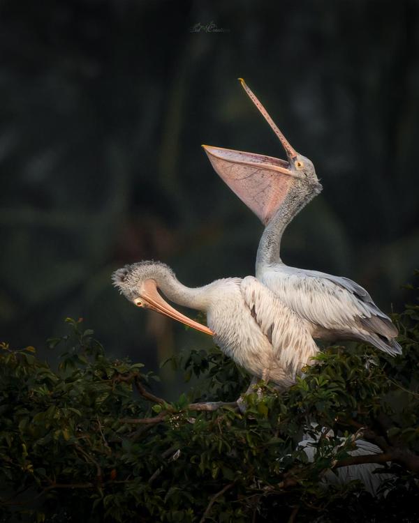Image of Wildlife, Vertebrate, Bird, Beak, Seabird, Pelecaniformes etc.