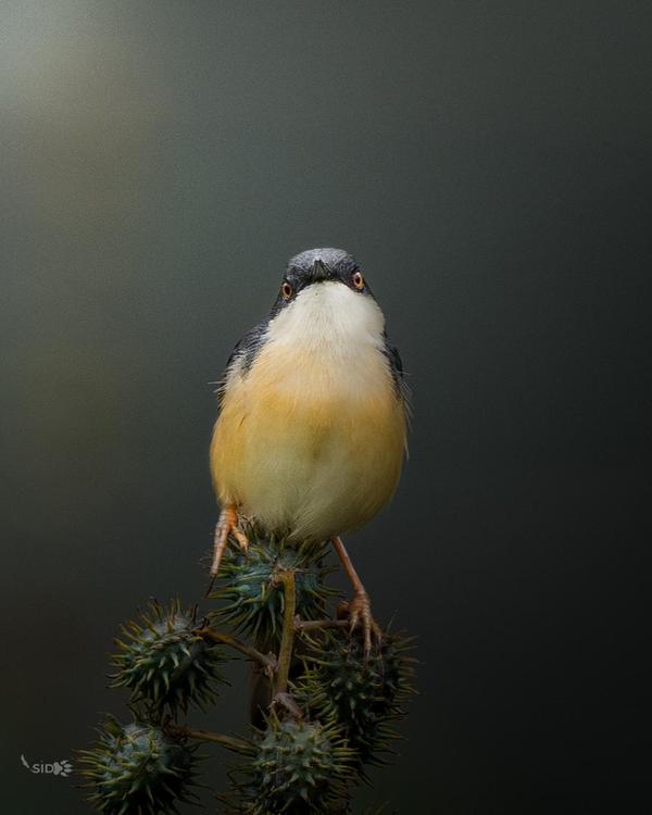 Image of Plant, Bird, Beak, Feather, Twig etc.
