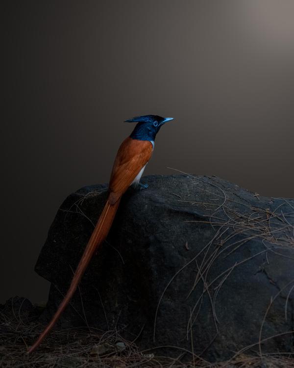 Image of Bird, Beak, Feather, Natural material, Grey etc.