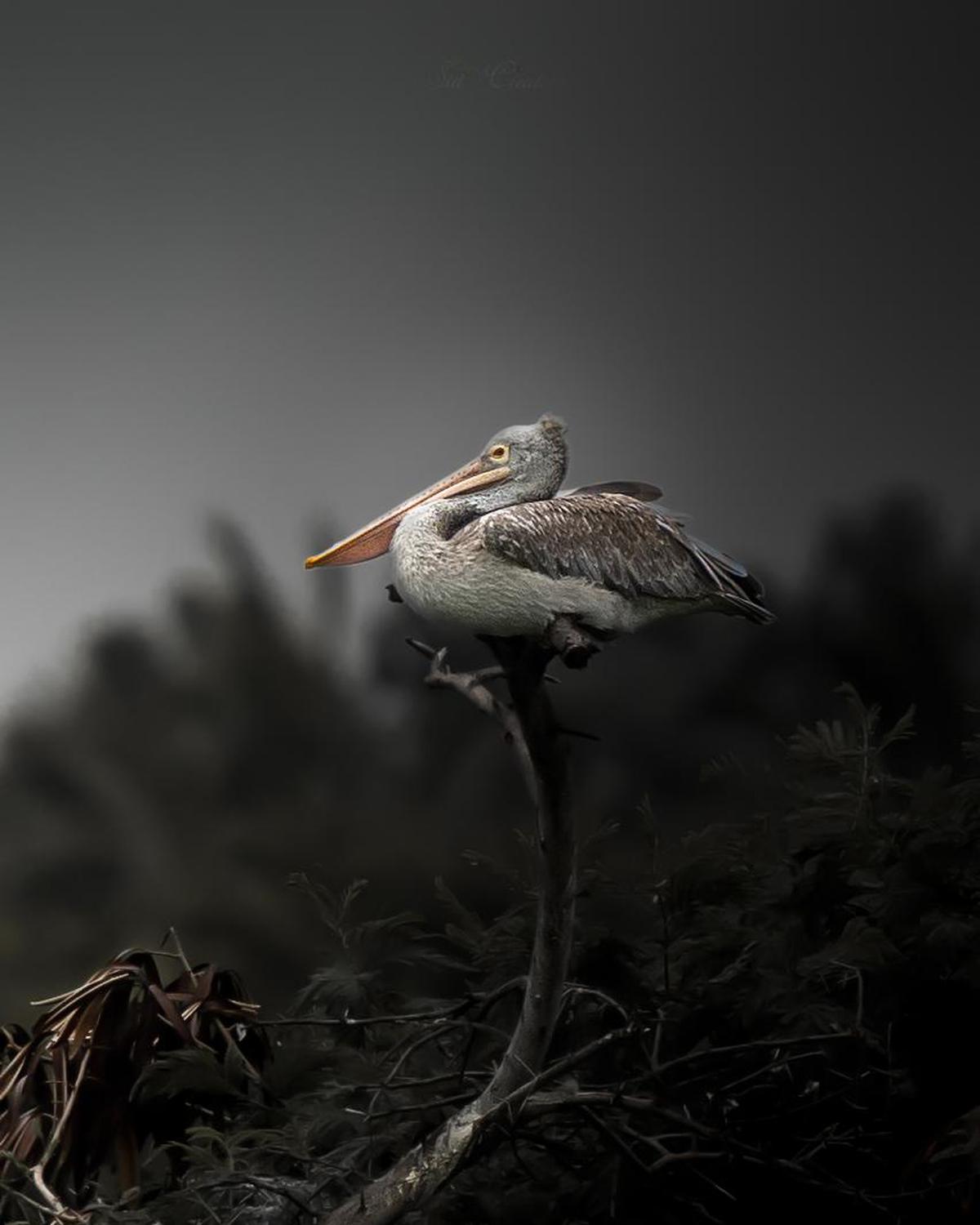 Image of Atmospheric phenomenon, Adaptation, Vegetation, Organism, Terrestrial animal, Bird etc.