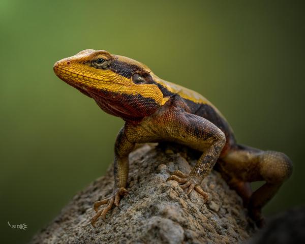 Image of Reptile, Organism, Terrestrial animal, Wood, Iguania, Lizard etc.