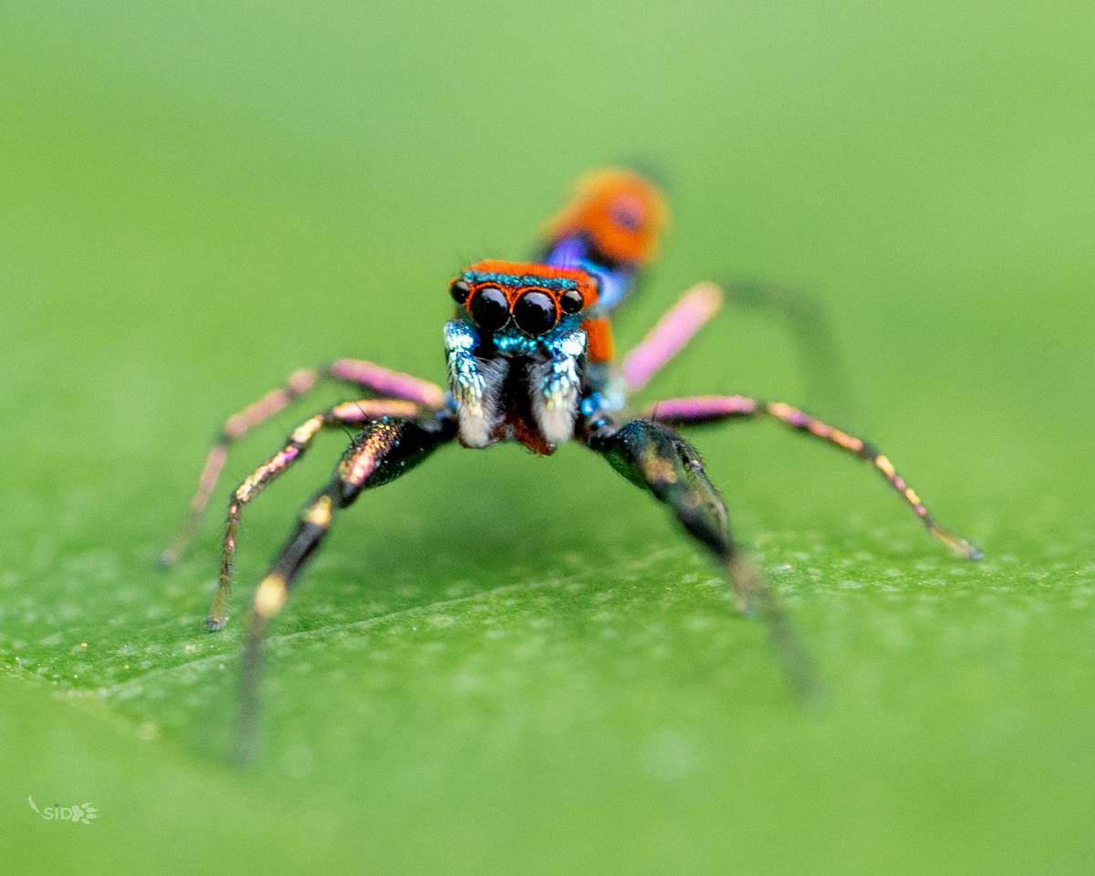 Image of Head, Eye, Human body, Insect, Pest, Arthropod etc.