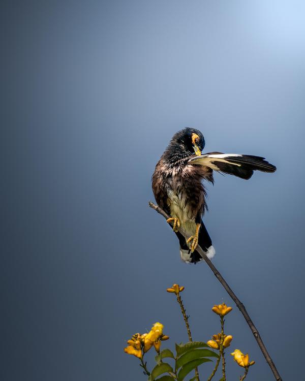Image of Sky, Plant, Flower, Bird, Beak, Accipitridae etc.