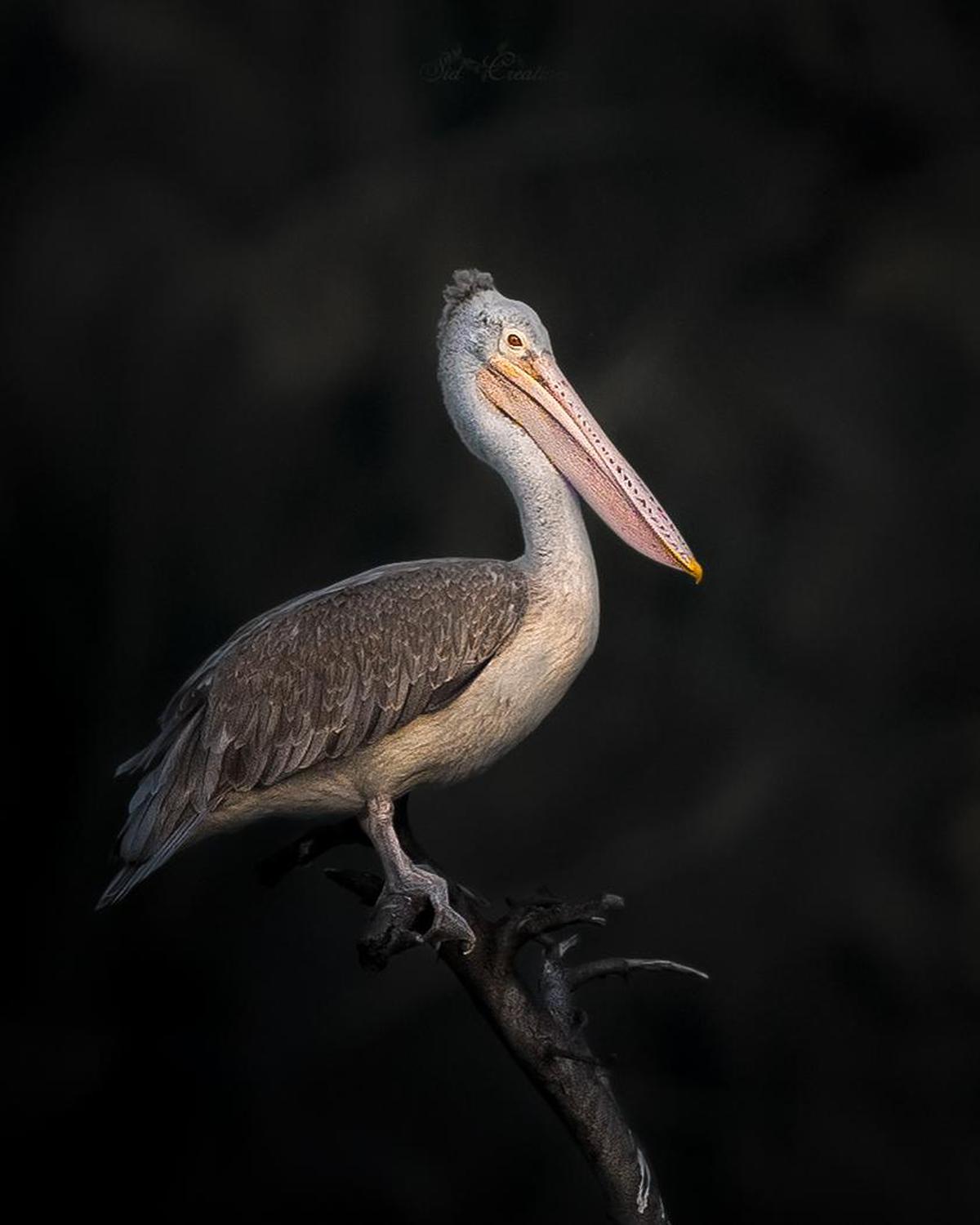 Image of Wildlife, Vertebrate, Bird, Beak, Seabird, Pelecaniformes etc.