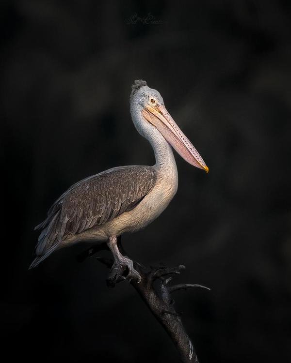Image of Wildlife, Vertebrate, Bird, Beak, Seabird, Pelecaniformes etc.