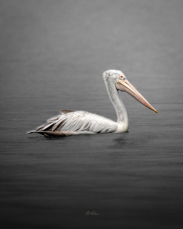Image of Atmospheric phenomenon, Adaptation, Organism, Bird, Beak, Water bird etc.