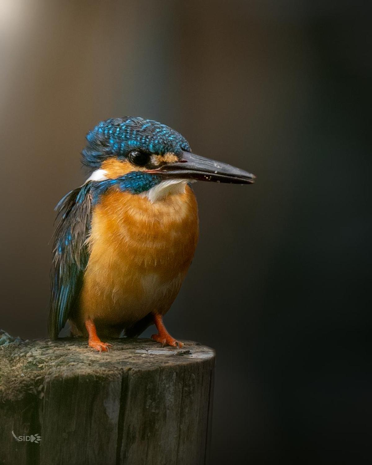 Image of Bird, Beak, Wood etc.