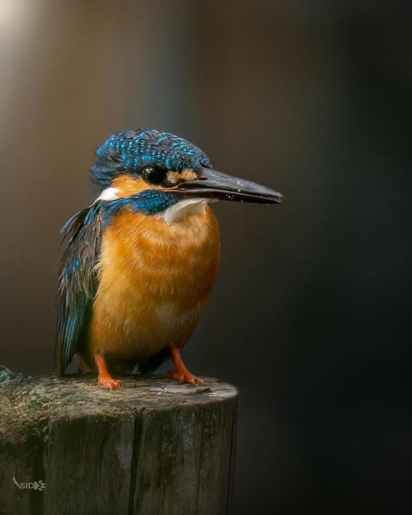 Image of Bird, Beak, Wood etc.