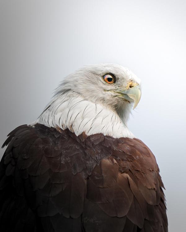 Image of Vertebrate, Bird, Beak, Eagle, Bald eagle, Bird of prey etc.