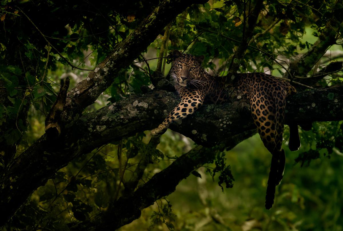 Image of Wildlife, Terrestrial animal, Felidae, Big cats, Jungle, Nature reserve etc.