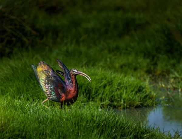 Image of Natural landscape, Wildlife, Bird, Beak etc.