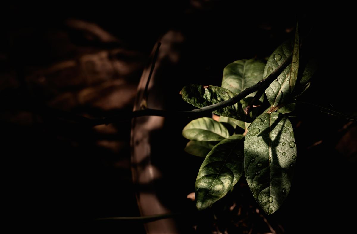 Image of Branch, Green, Darkness, Black, Leaf etc.
