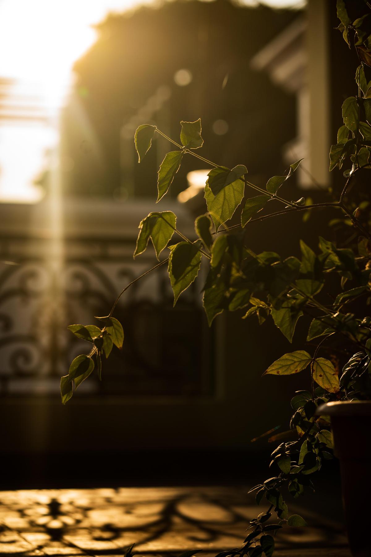 Image of Sky, Light, Morning, Sunlight, Leaf, Backlighting etc.