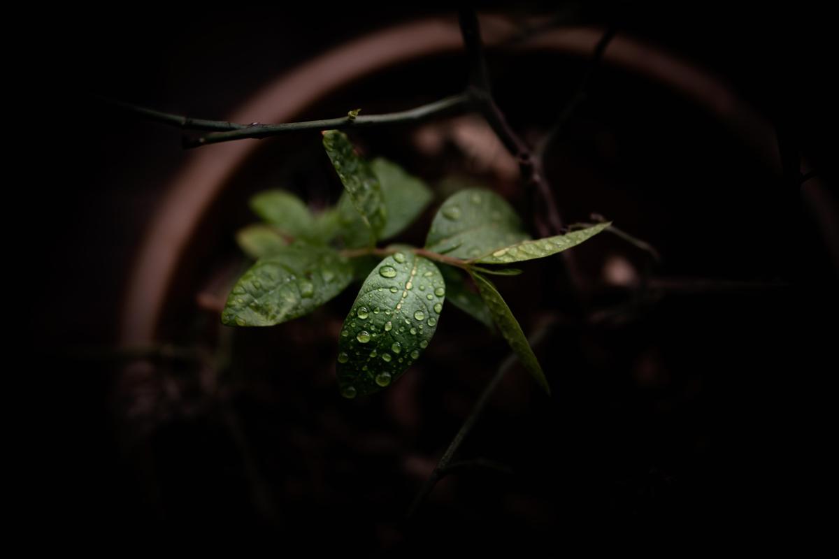 Image of Green, Water, Plant, Flower, Still life photography, Leaf etc.
