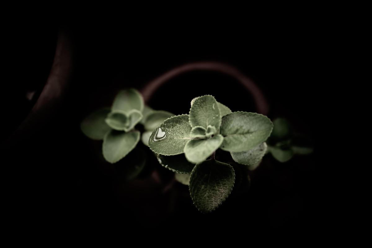 Image of White, Black-and-white, Monochrome photography, Black, Plant, Flower etc.