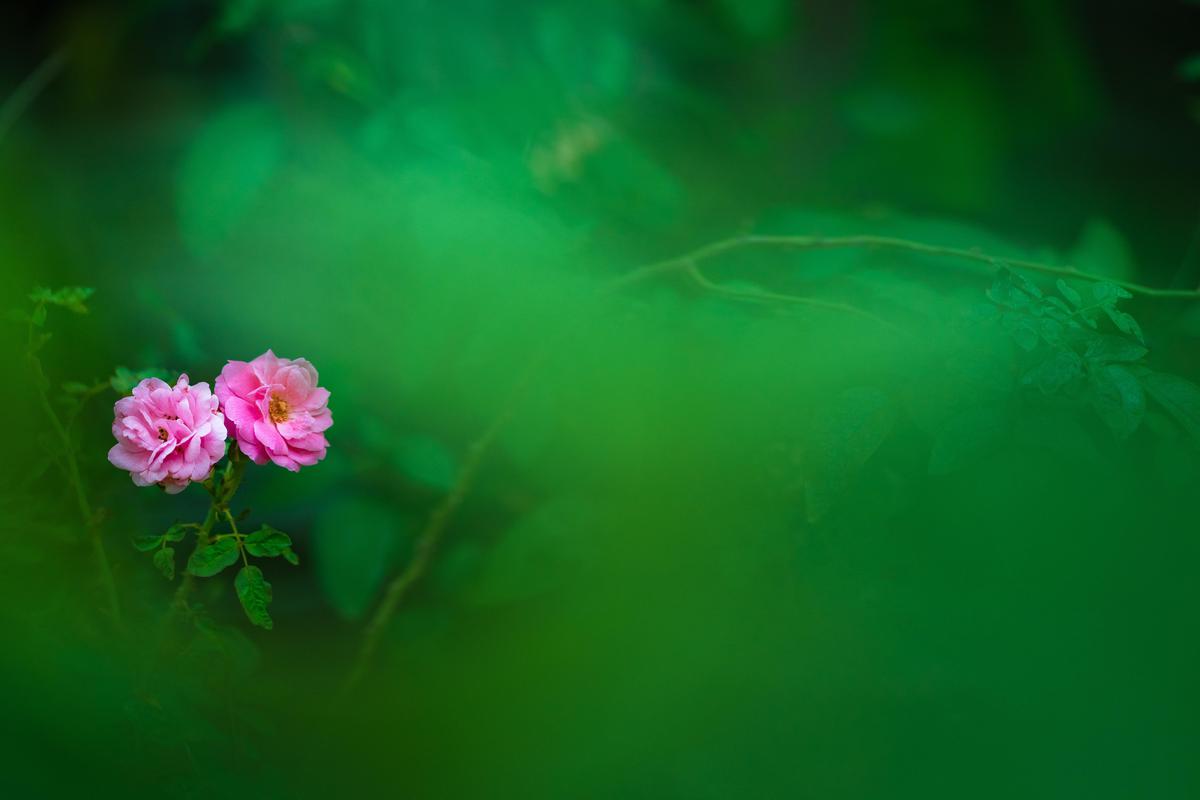 Image of Nature, Green, Pink, Red, Plant, Flower etc.