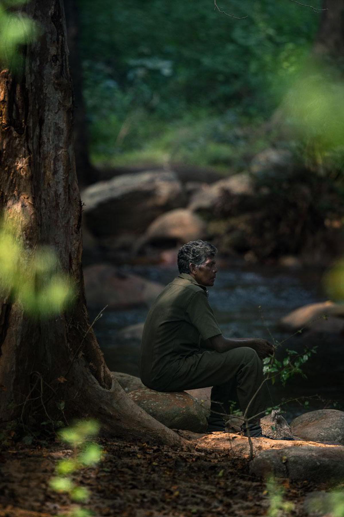 Image of Nature, Tree, Natural environment, Jungle, Forest etc.