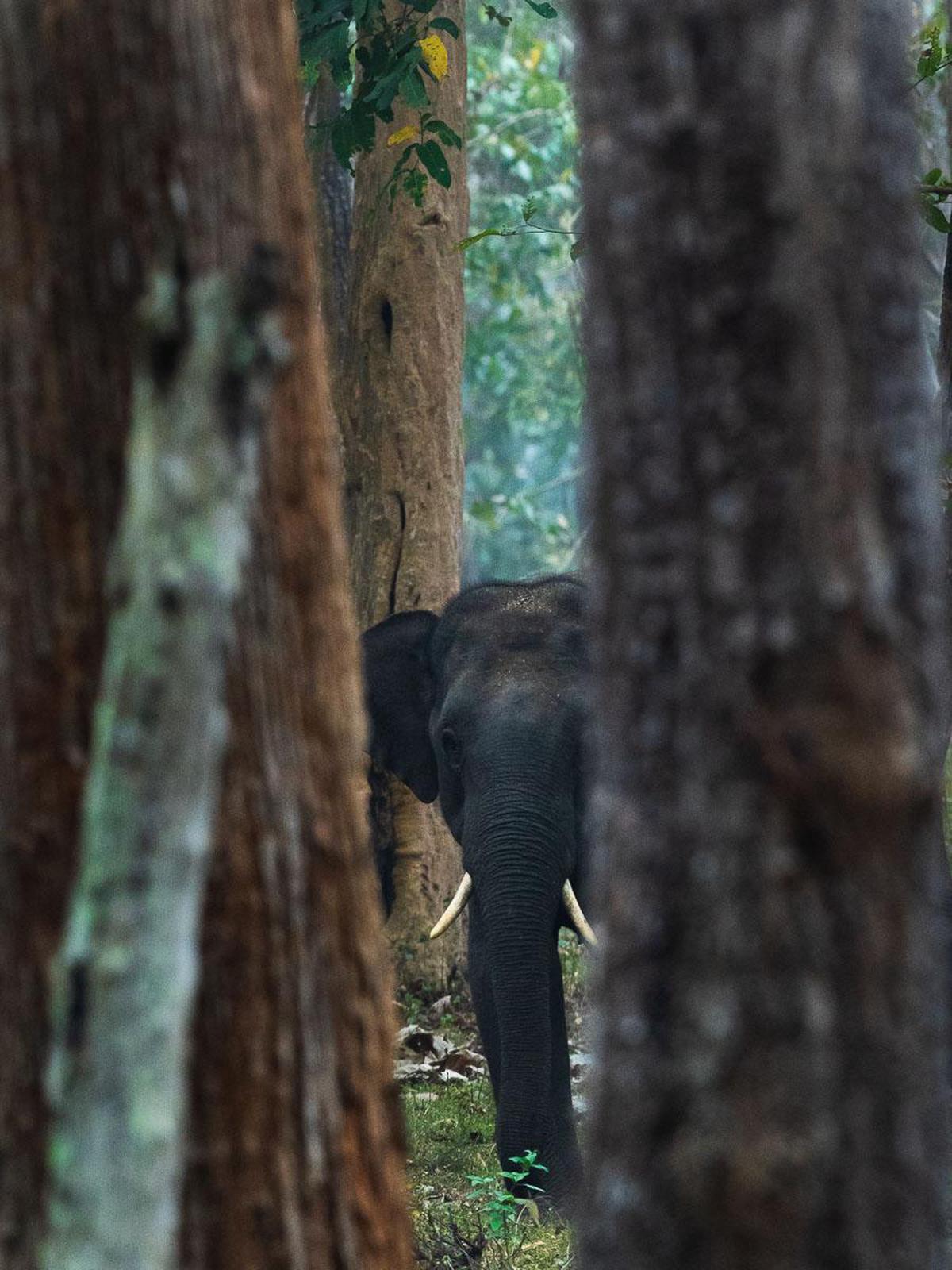 Image of Tree, Wildlife, Nature reserve, Trunk etc.
