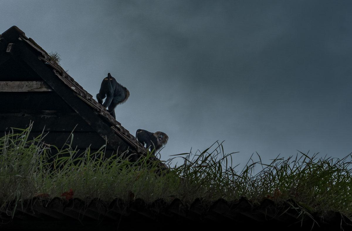 Image of Sky, Grass etc.