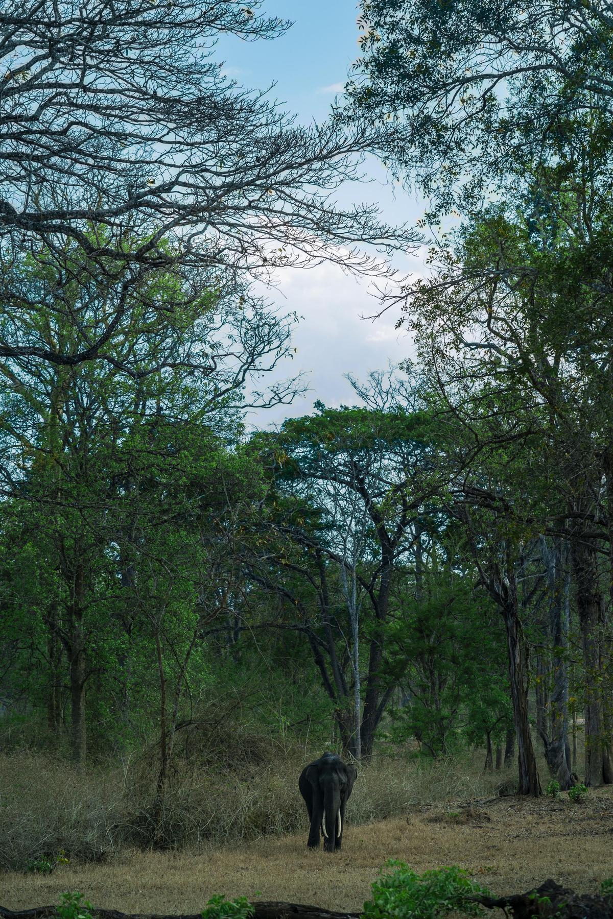 Image of Sky, Tree, Cloud, Branch, Natural landscape, Vegetation etc.