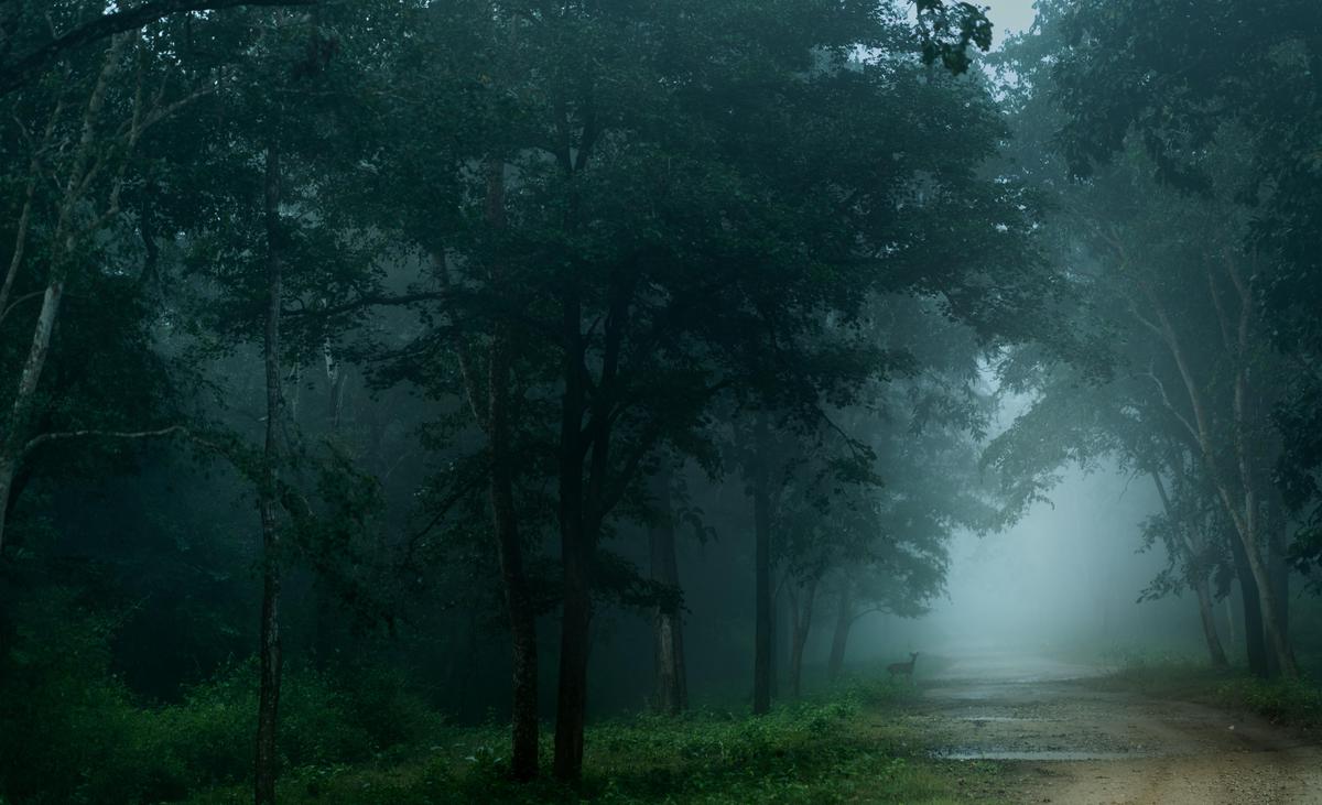 Image of Nature, Atmospheric phenomenon, Tree, Green, Mist, Fog etc.