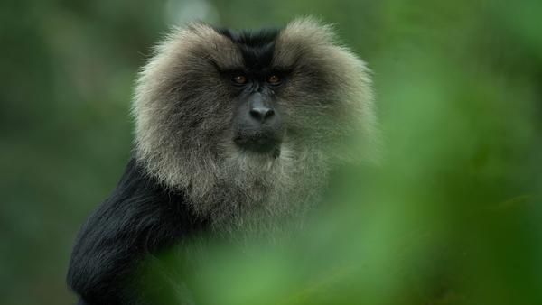 Image of Vertebrate, Mammal, Primate, Macaque etc.