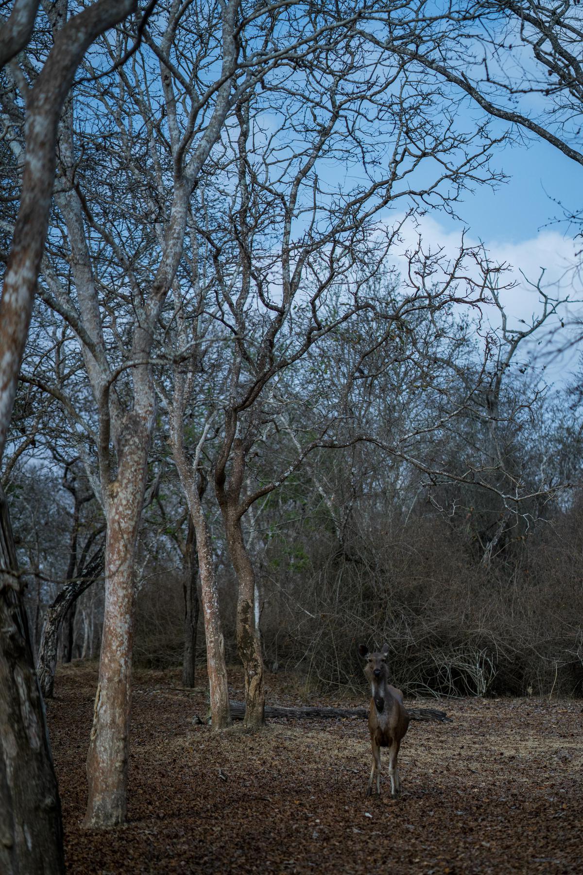 Image of Sky, Tree, Cloud, Natural landscape, Plant, Wood etc.