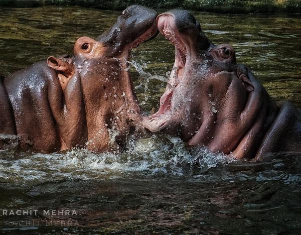 Image of Water, Wildlife etc.