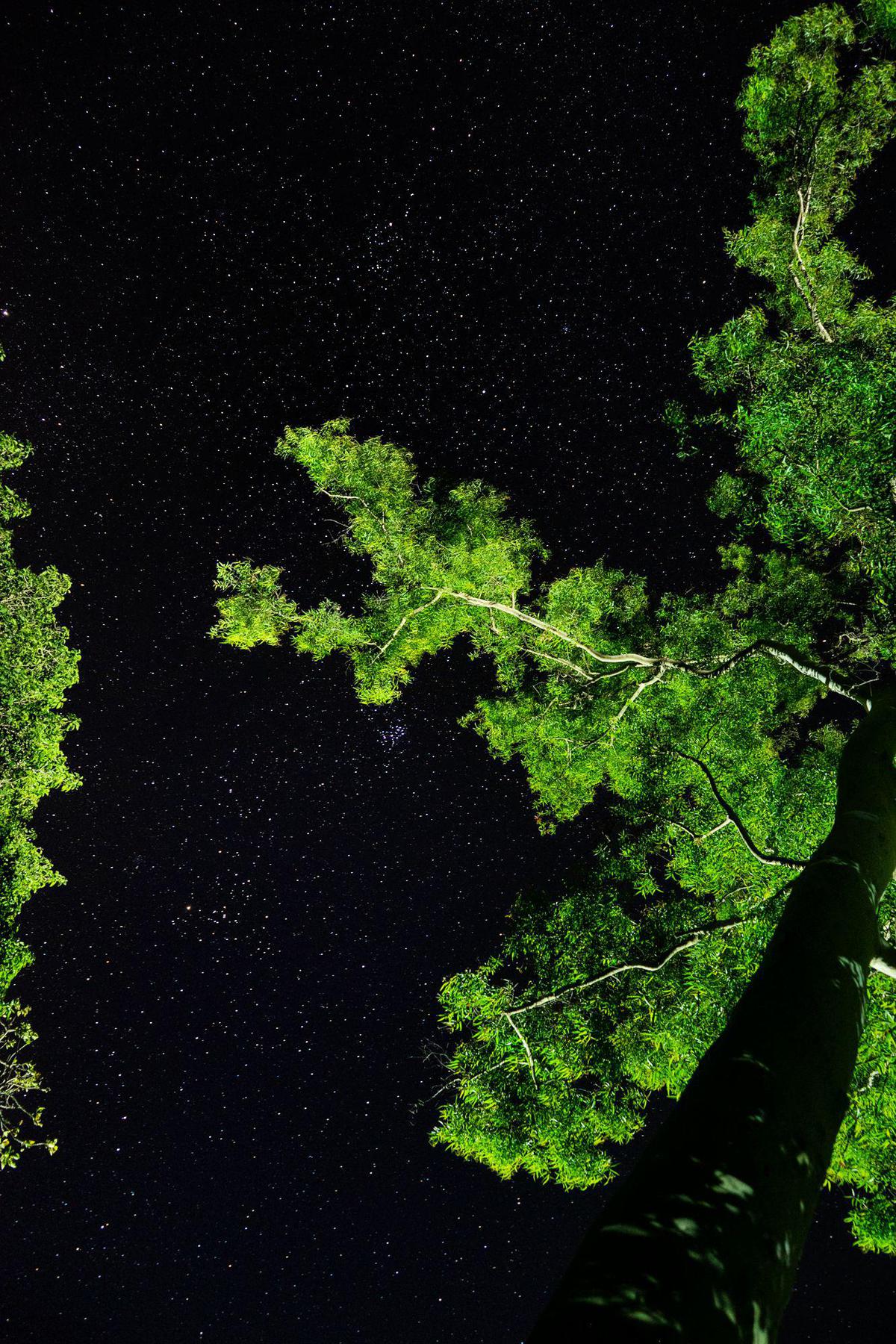 Image of Branch, Organism, Plant, Grass, Woody plant, World etc.