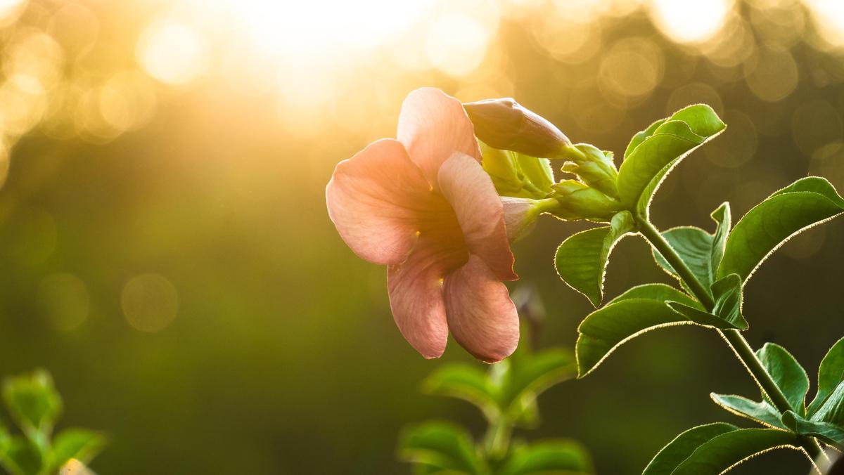 Image of Light, Green, Pink, Close-up, Macro photography, Plant etc.
