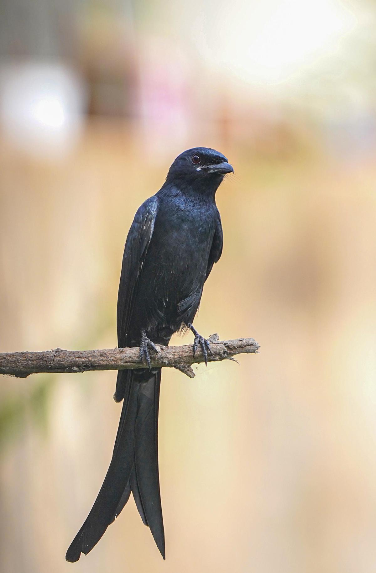 Image of Bird, Beak, Eye, Wood, Feather, Twig etc.