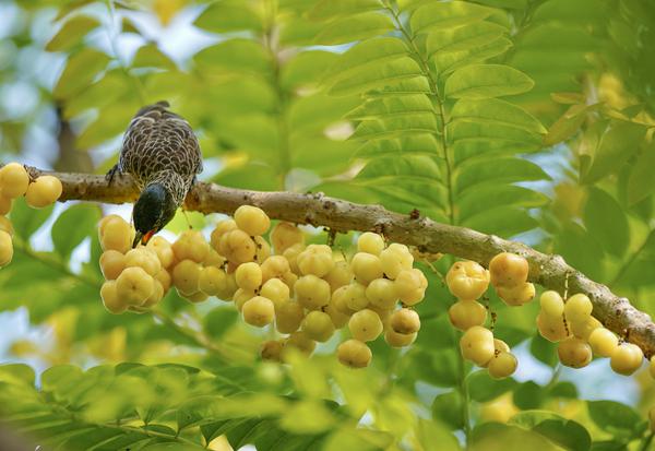 Image of Tree, Plant, Terrestrial plant, Fruit, Seedless fruit etc.