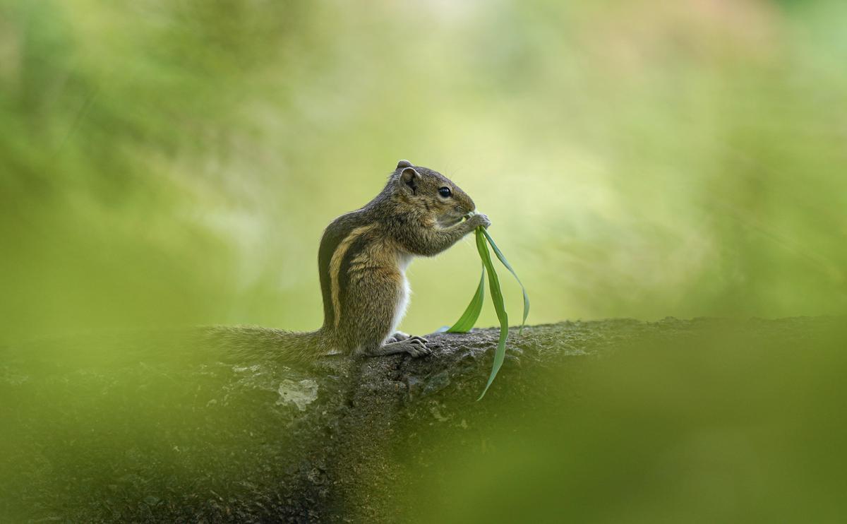 Image of Reptile, Terrestrial animal, Wood, Iguania, Lizard, Scaled reptile etc.