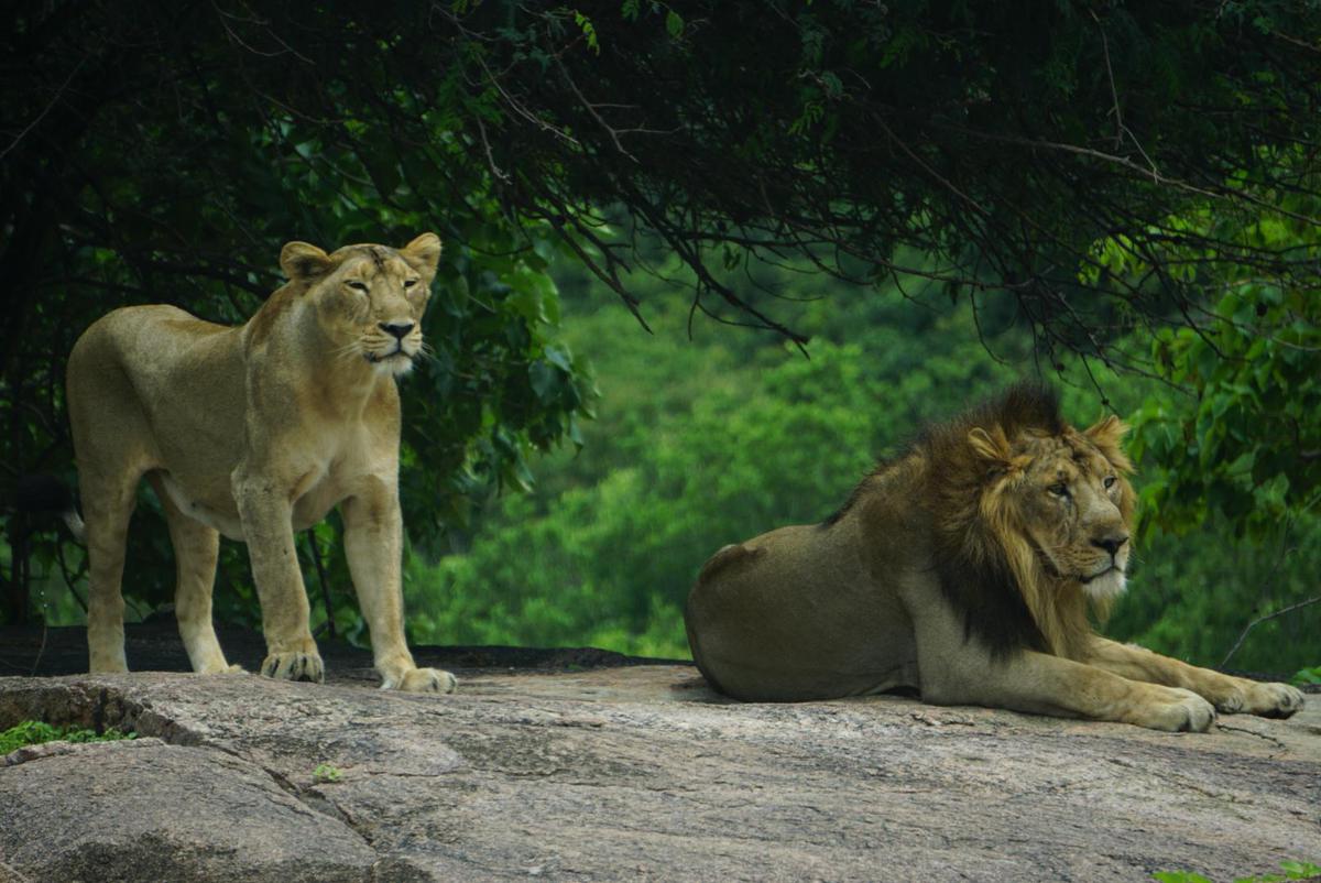 Image of Wildlife, Vertebrate, Terrestrial animal, Mammal, Felidae, Lion etc.