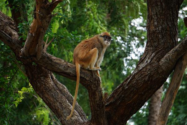 Image of Tree, Wildlife, Nature reserve, Old world monkey, Primate etc.