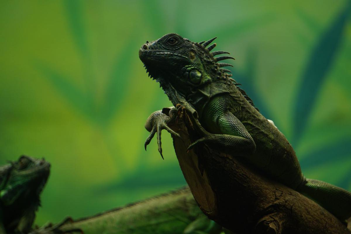 Image of Reptile, Iguana, Iguania, Green iguana, Iguanidae, Lizard etc.