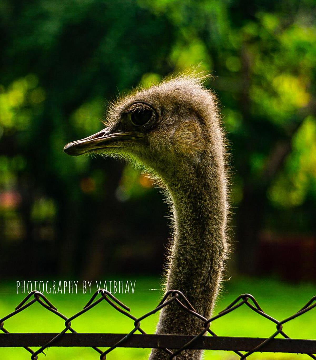 Image of Wildlife, Bird, Beak, Flightless bird, Ostrich, Ratite etc.