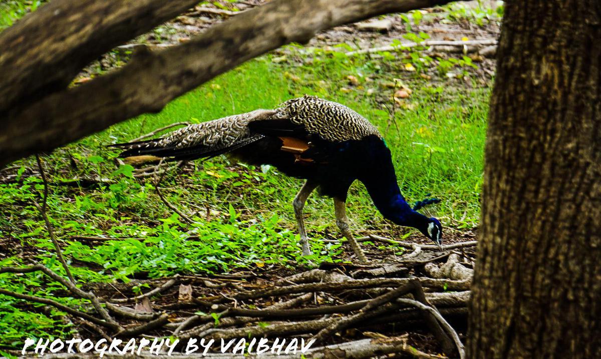 Image of Tree, Wildlife, Terrestrial animal, Nature reserve etc.