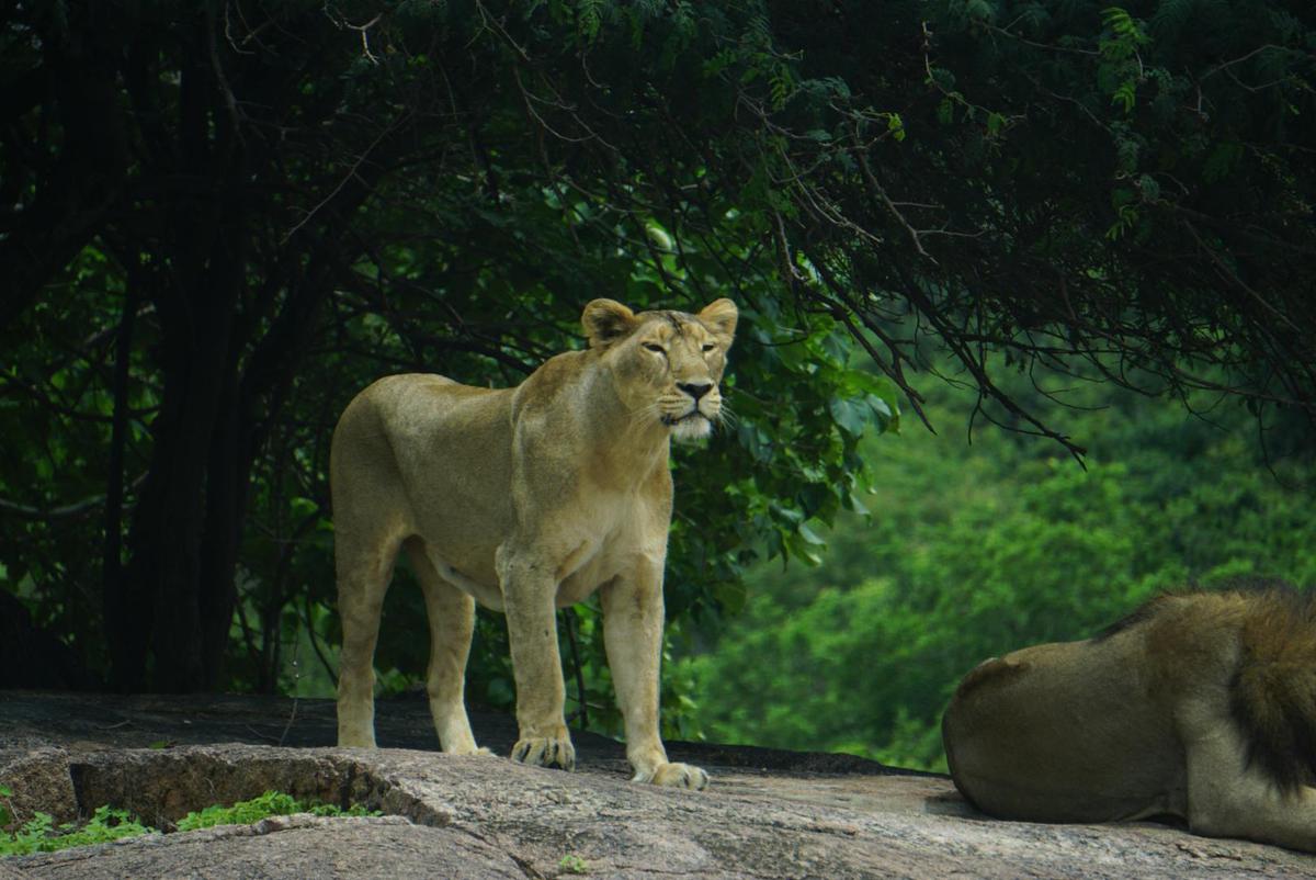 Image of Adaptation, Wildlife, Vertebrate, Terrestrial animal, Mammal, Felidae etc.