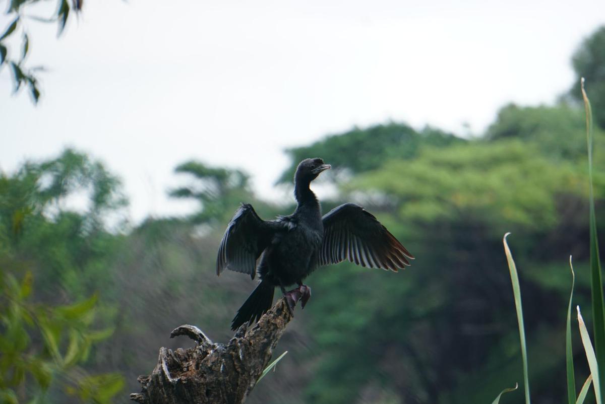 Image of Wildlife, Bird, Beak, Wing, Cormorant etc.