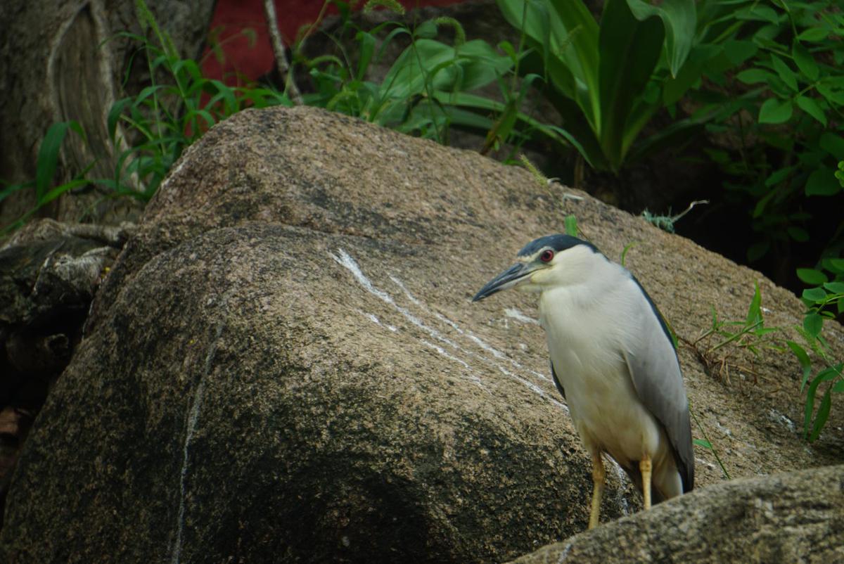 Image of Wildlife, Vertebrate, Bird, Beak, night heron etc.